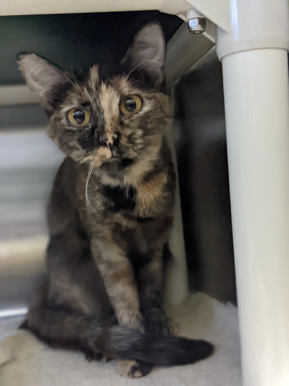 Vermilion County Animal Shelter has Many Dogs and Cats Available