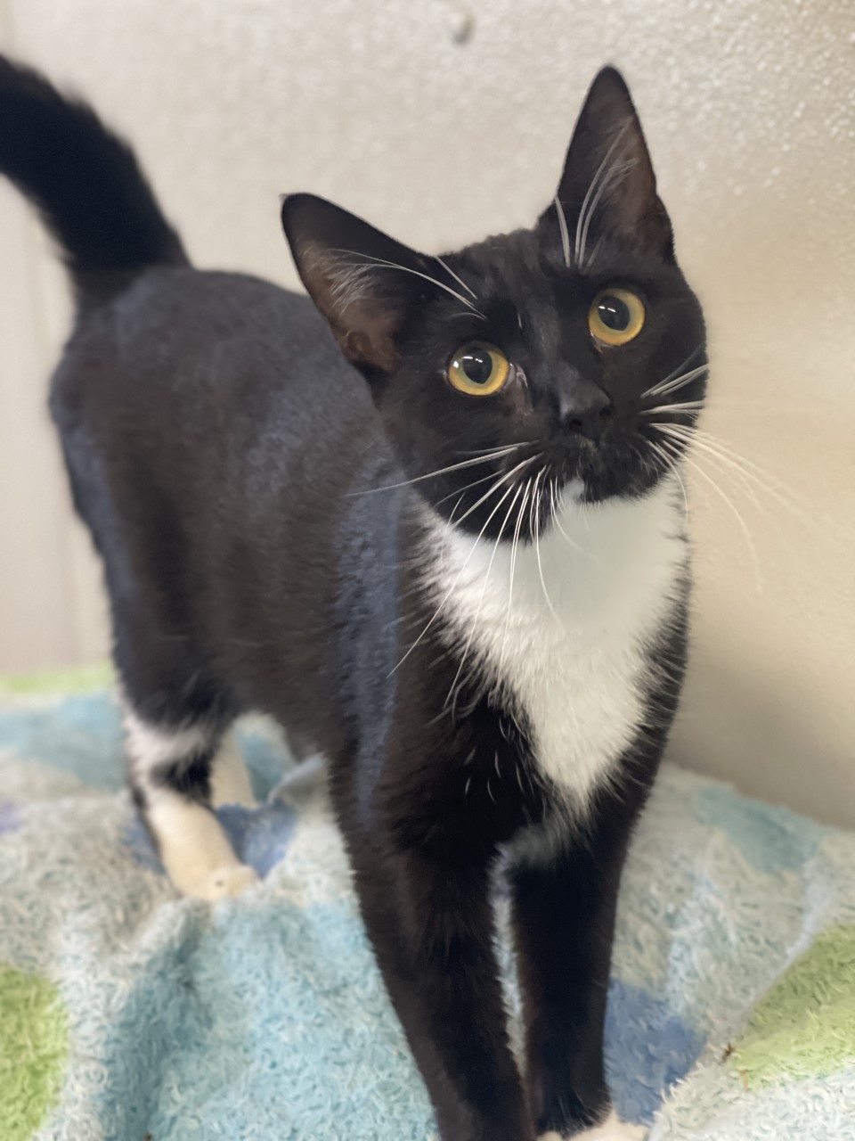 Vermilion County Animal Shelter has Many Dogs and Cats Available